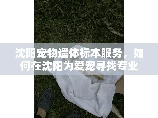 沈阳宠物遗体标本服务，如何在沈阳为爱宠寻找专业纪念方案？