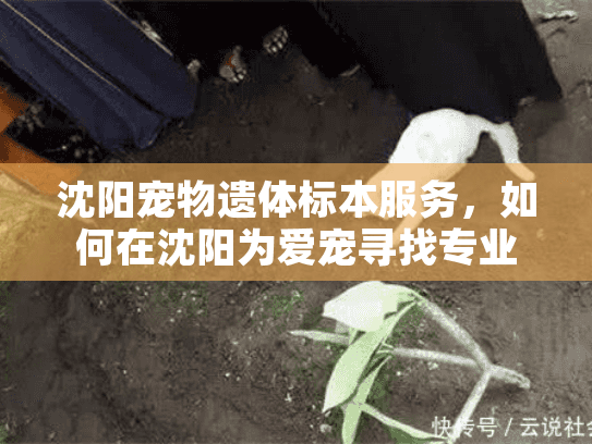沈阳宠物遗体标本服务，如何在沈阳为爱宠寻找专业纪念方案？
