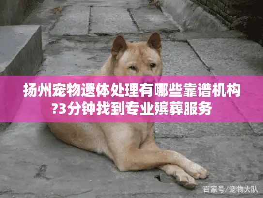 扬州宠物遗体处理有哪些靠谱机构?3分钟找到专业殡葬服务