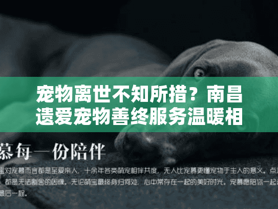 宠物离世不知所措？南昌遗爱宠物善终服务温暖相伴
