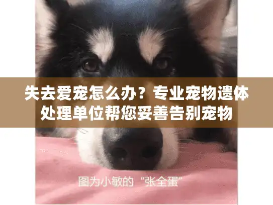 失去爱宠怎么办?专业宠物遗体处理单位帮您妥善告别宠物 失去爱宠怎么办?专业宠物遗体处理单位帮您妥善告别宠物