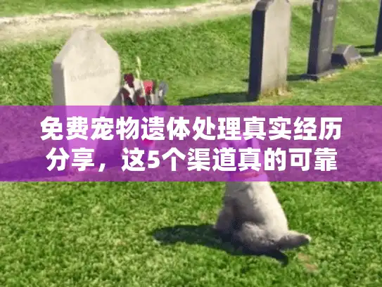 免费宠物遗体处理真实经历分享，这5个渠道真的可靠吗？