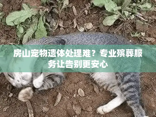 房山宠物遗体处理难?专业殡葬服务让告别更安心 房山宠物遗体处理难?专业殡葬服务让告别更安心