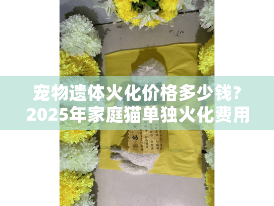 宠物遗体火化价格多少钱?2025年家庭猫单独火化费用及避坑指南