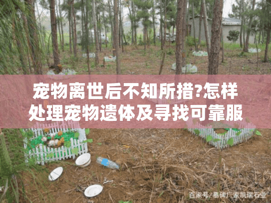 宠物离世后不知所措?怎样处理宠物遗体及寻找可靠服务的全指南