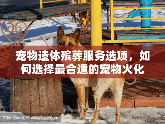 宠物遗体殡葬服务选项，如何选择最合适的宠物火化服务？
