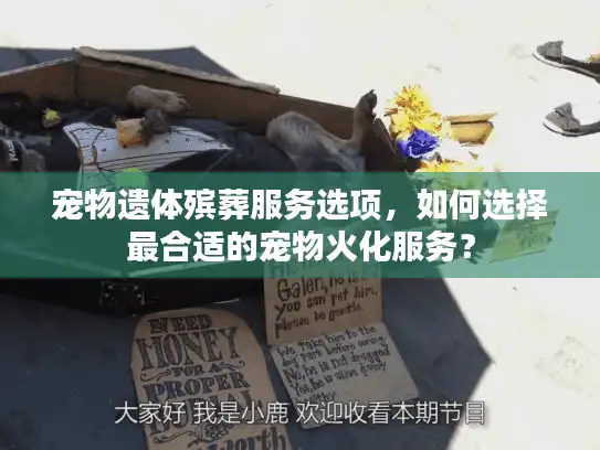 宠物遗体殡葬服务选项，如何选择最合适的宠物火化服务？