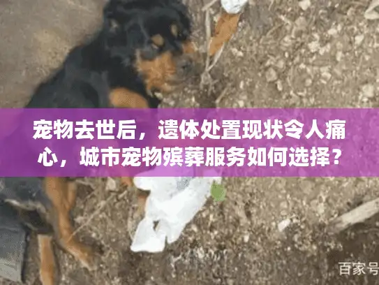 宠物去世后，遗体处置现状令人痛心，城市宠物殡葬服务如何选择？