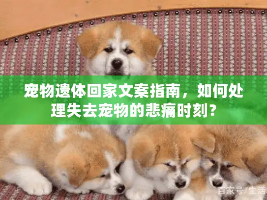 宠物遗体回家文案指南，如何处理失去宠物的悲痛时刻？