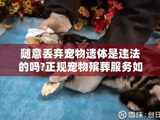 随意丢弃宠物遗体是违法的吗?正规宠物殡葬服务如何处理宠物遗体? 随意丢弃宠物遗体是违法的吗?正规宠物殡葬服务如何处理宠物遗体?