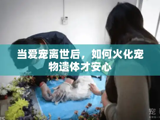 当爱宠离世后，如何火化宠物遗体才安心