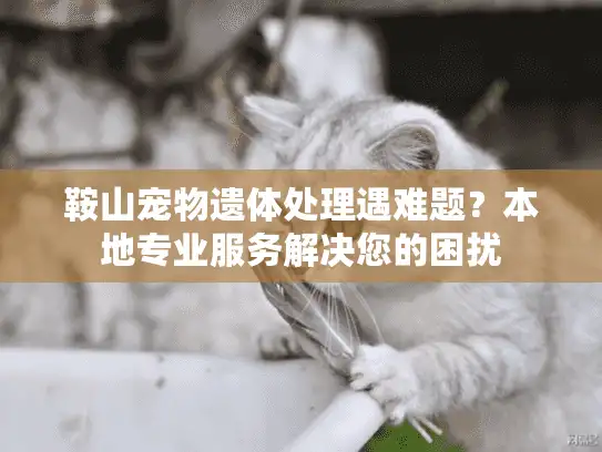 鞍山宠物遗体处理遇难题？本地专业服务解决您的困扰