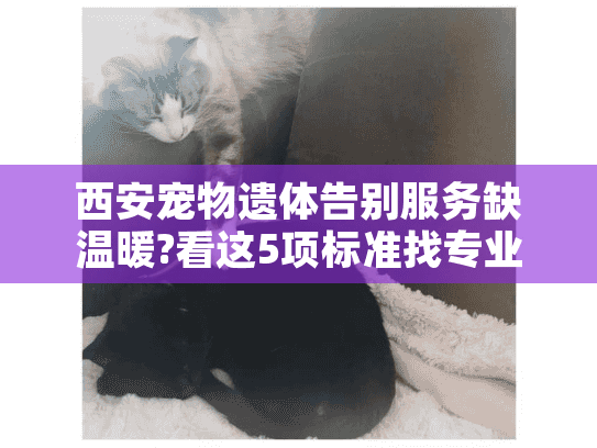 西安宠物遗体告别服务缺温暖?看这5项标准找专业殡葬机构