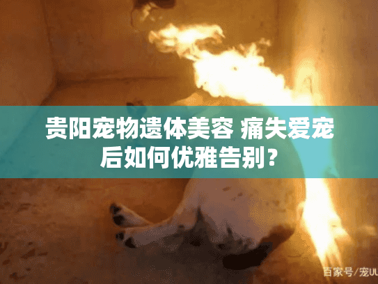 贵阳宠物遗体美容 痛失爱宠后如何优雅告别? 贵阳宠物遗体美容 痛失爱宠后如何优雅告别?