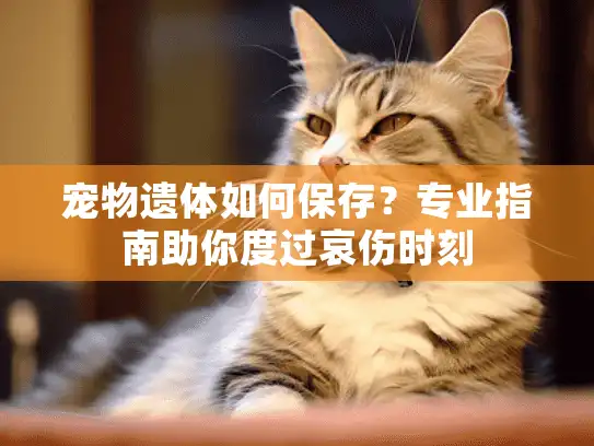 宠物遗体如何保存？专业指南助你度过哀伤时刻