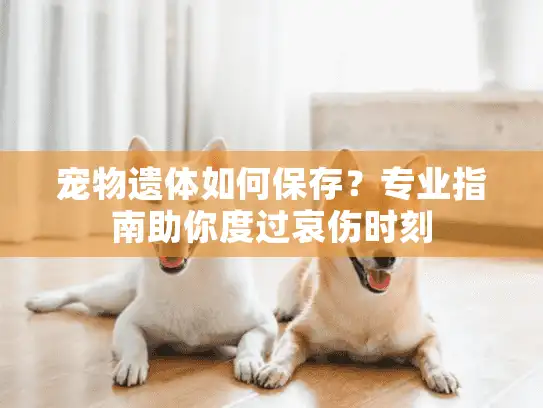 宠物遗体如何保存？专业指南助你度过哀伤时刻