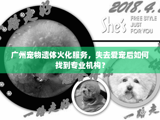 广州宠物遗体火化服务，失去爱宠后如何找到专业机构？