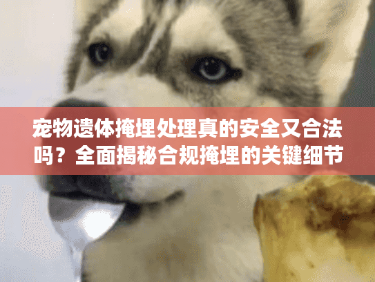 宠物遗体掩埋处理真的安全又合法吗？全面揭秘合规掩埋的关键细节