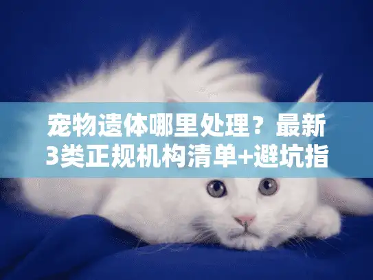 宠物遗体哪里处理？最新3类正规机构清单+避坑指南