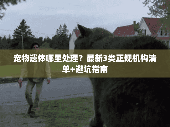 宠物遗体哪里处理？最新3类正规机构清单+避坑指南