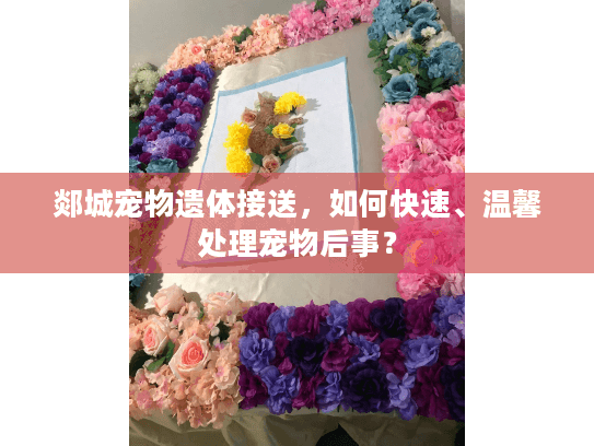 郯城宠物遗体接送，如何快速、温馨处理宠物后事？