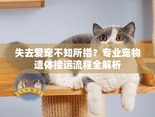 失去爱宠不知所措？专业宠物遗体接运流程全解析