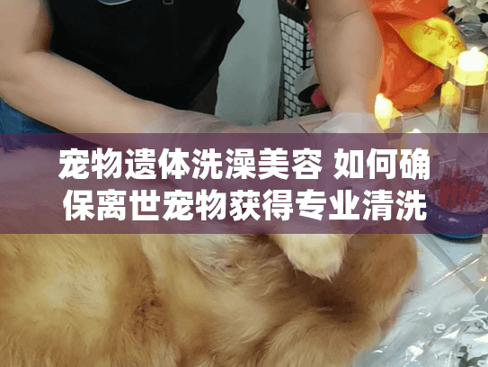 宠物遗体洗澡美容 如何确保离世宠物获得专业清洗护理服务? 宠物遗体洗澡美容 如何确保离世宠物获得专业清洗护理服务?