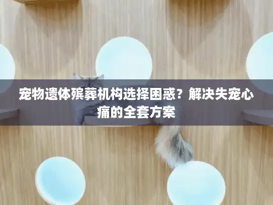 宠物遗体殡葬机构选择困惑？解决失宠心痛的全套方案