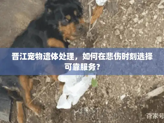 晋江宠物遗体处理，如何在悲伤时刻选择可靠服务？