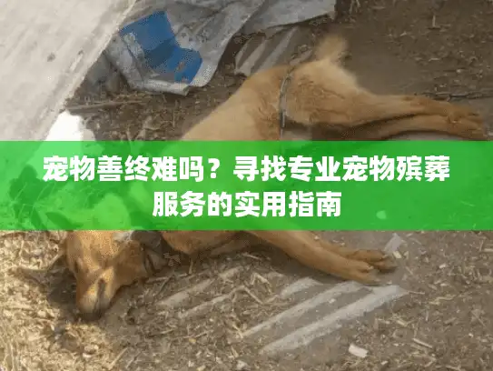 宠物善终难吗？寻找专业宠物殡葬服务的实用指南