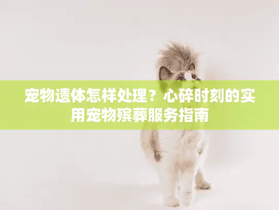 宠物遗体怎样处理？心碎时刻的实用宠物殡葬服务指南