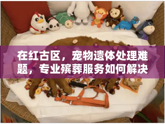 在红古区，宠物遗体处理难题，专业殡葬服务如何解决？