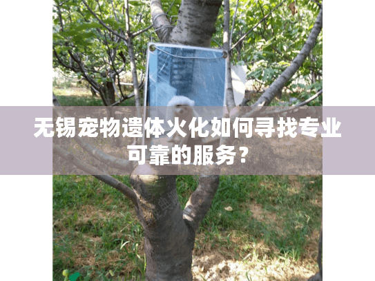 无锡宠物遗体火化如何寻找专业可靠的服务? 无锡宠物遗体火化如何寻找专业可靠的服务?