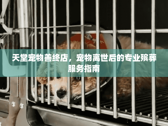 天堂宠物善终店，宠物离世后的专业殡葬服务指南