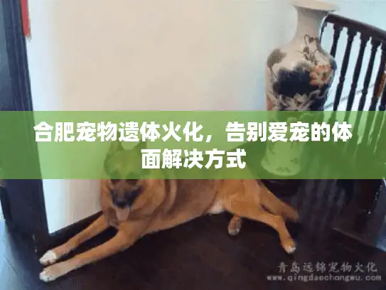 合肥宠物遗体火化，告别爱宠的体面解决方式