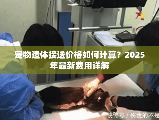 宠物遗体接送价格如何计算?2025年最新费用详解 宠物遗体接送价格如何计算?2025年最新费用详解