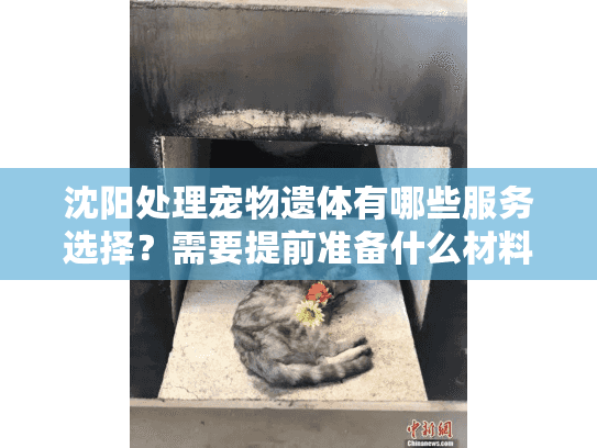 沈阳处理宠物遗体有哪些服务选择？需要提前准备什么材料？