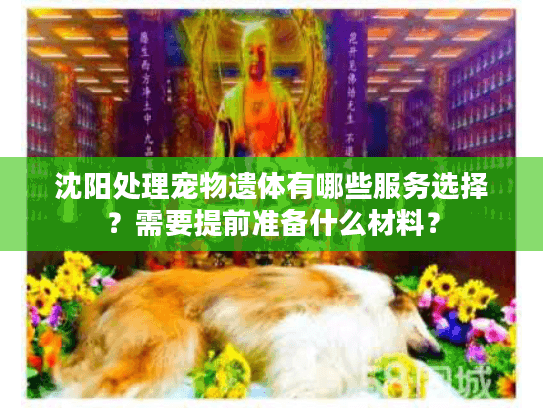沈阳处理宠物遗体有哪些服务选择？需要提前准备什么材料？