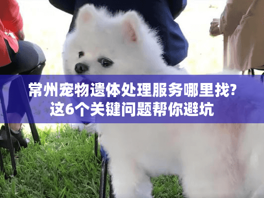 常州宠物遗体处理服务哪里找?这6个关键问题帮你避坑 常州宠物遗体处理服务哪里找?这6个关键问题帮你避坑
