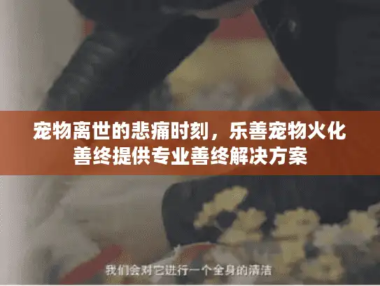 宠物离世的悲痛时刻，乐善宠物火化善终提供专业善终解决方案