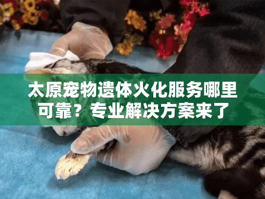 太原宠物遗体火化服务哪里可靠?专业解决方案来了 太原宠物遗体火化服务哪里可靠?专业解决方案来了