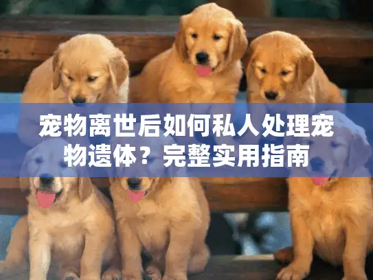 宠物离世后如何私人处理宠物遗体?完整实用指南 宠物离世后如何私人处理宠物遗体?完整实用指南