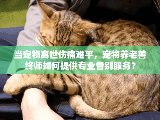 当宠物离世伤痛难平，宠物养老善终师如何提供专业告别服务？