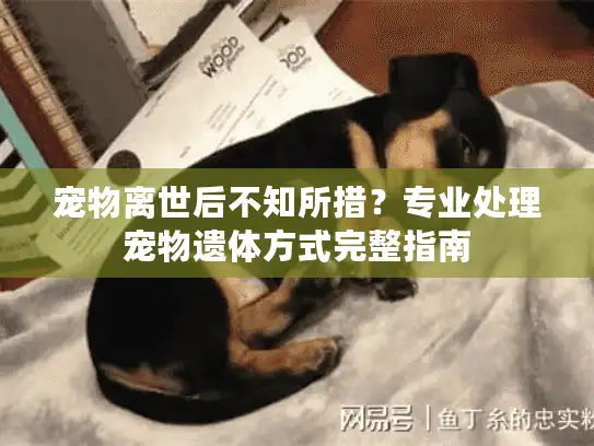 宠物离世后不知所措?专业处理宠物遗体方式完整指南 宠物离世后不知所措?专业处理宠物遗体方式完整指南