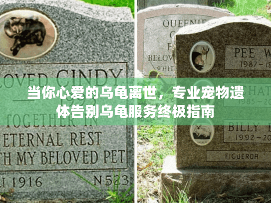 当你心爱的乌龟离世，专业宠物遗体告别乌龟服务终极指南