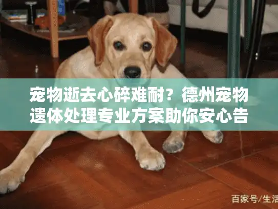 宠物逝去心碎难耐？德州宠物遗体处理专业方案助你安心告别