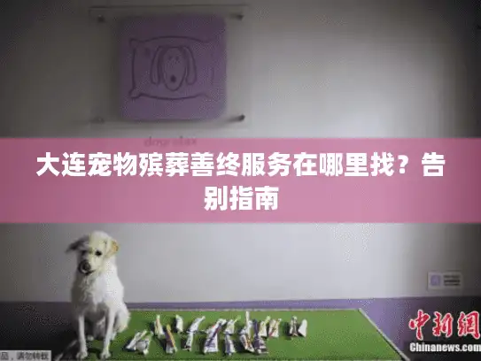 大连宠物殡葬善终服务在哪里找？告别指南