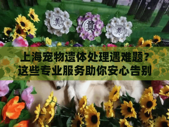 上海宠物遗体处理遇难题?这些专业服务助你安心告别 上海宠物遗体处理遇难题?这些专业服务助你安心告别