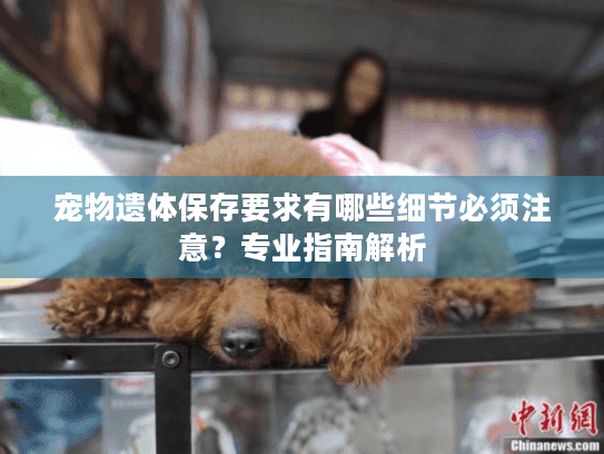 宠物遗体保存要求有哪些细节必须注意？专业指南解析