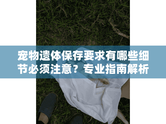 宠物遗体保存要求有哪些细节必须注意？专业指南解析